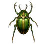 Beetle