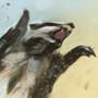 Racoon