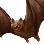 Bat