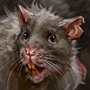 Rat