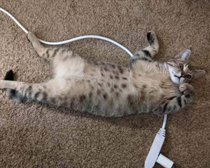 Nadja the brown spotted cat