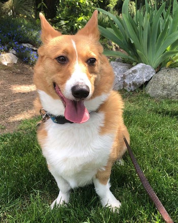 Rocket the corgi