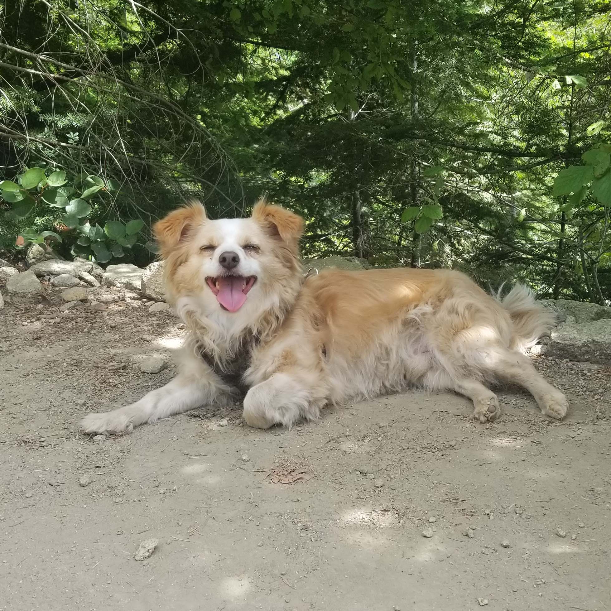 Bandit the dog laying on a trail