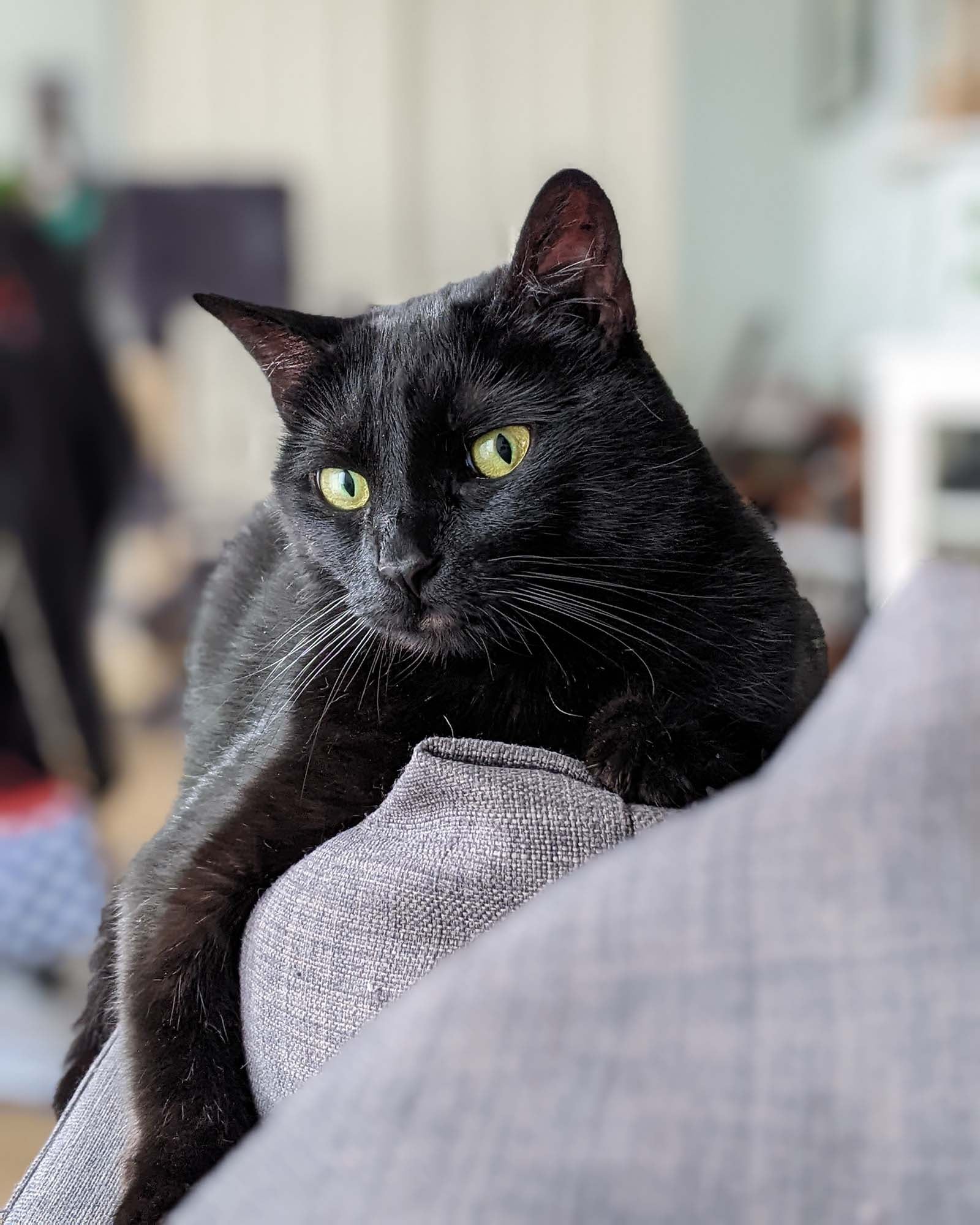 Ripley the black cat