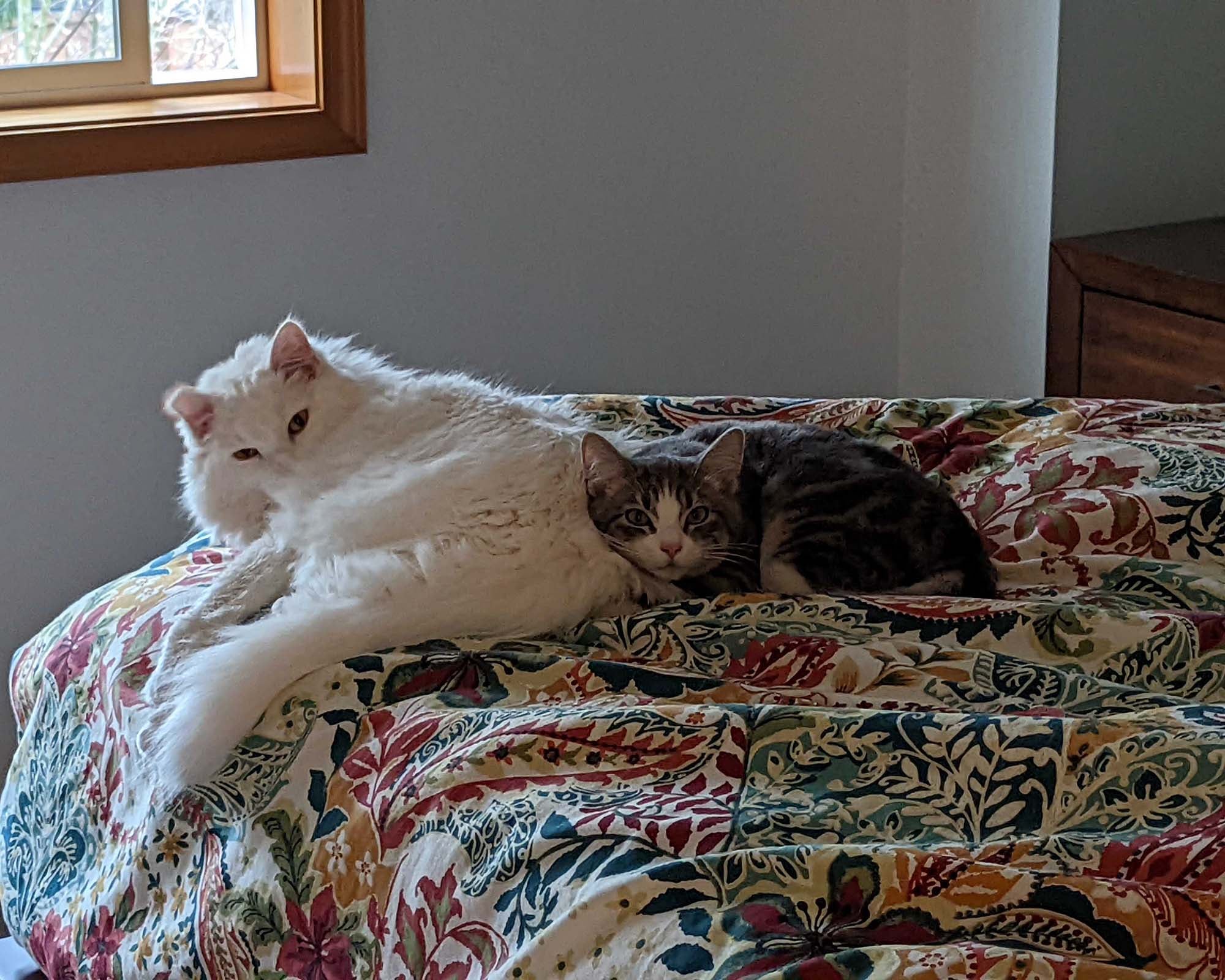 Hilda, the fluffy white Turkish Angora cat and Jura, the brown and white American Shorthair cat snuggling on a bed