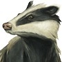 Badger