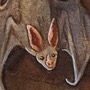 Bat