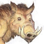 Boar