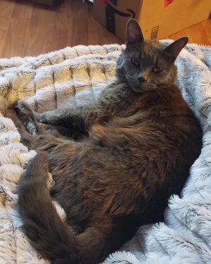 Jude the medium haired grey cat