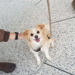 Bandit the dog on a walk