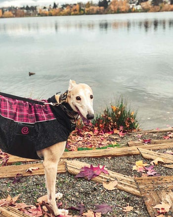 Arya the greyhound wearing a jacket