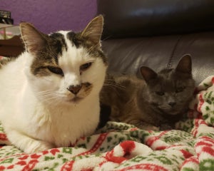 Dino the white and brown cat laying next to Jude the grey cat