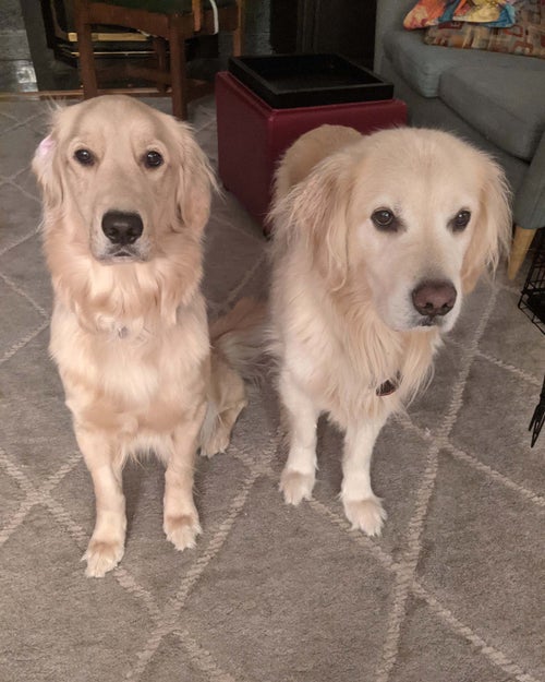 Golden Retrievers Tavi and Vonnie