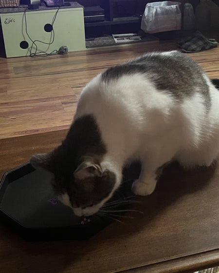 A brown and white cat sniffing a d20 dice