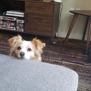 Bandit the dog pouting