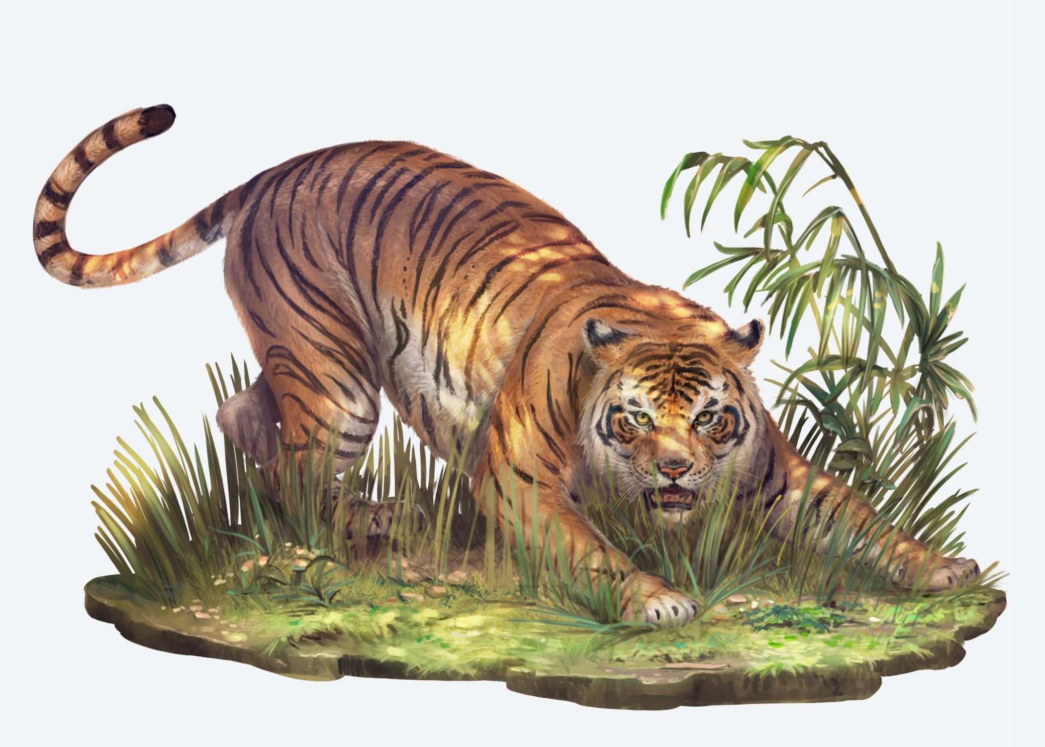 Art by Mirco Paganessi: A tiger crouched down amongst the grass and reeds 