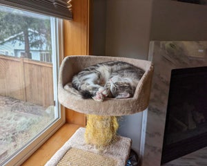 Jura, the brown and white American Shorthair cat