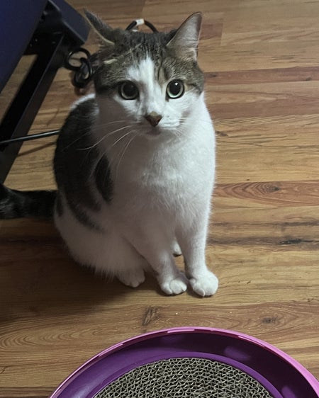 A picture of a brown and white cat staring up at the camera