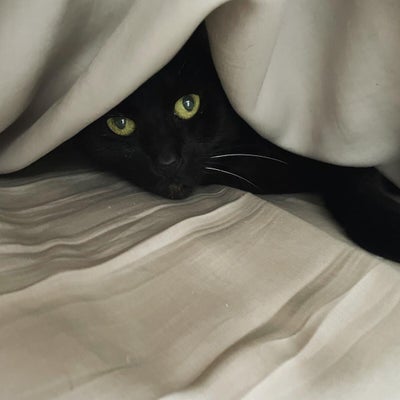 Bella the black cat snuggled under blankets