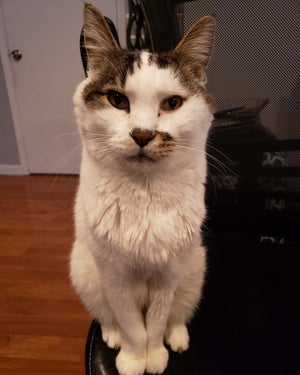 Dino the white and brown cat