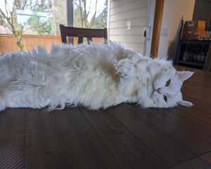 Hilda, the fluffy white cat